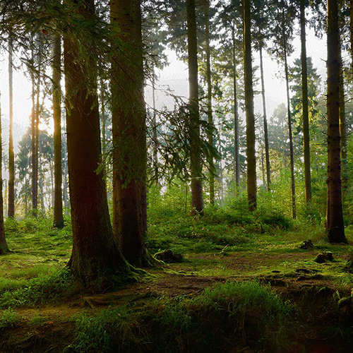 Soutenir la gestion durable des forêts avec Sylv'Acctes